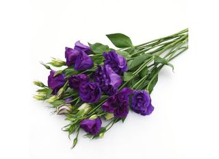 5 Еустоми, лилави