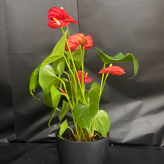 Anthurium Rojo 