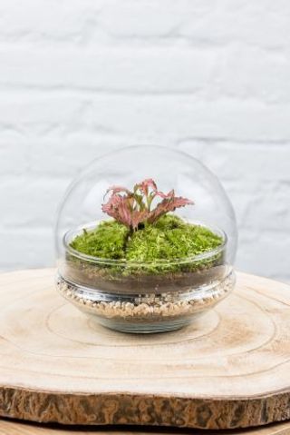 Terrario Gout (L) 15x15