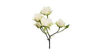 1 ცალი თეთრი სპრეი ვარდი