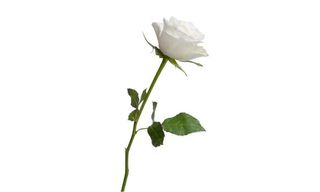 სპრეი ვარდი მაღალი თეთრი 1 ცალი