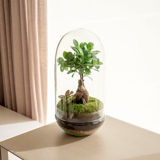 Natura Tropic - Jardín En Un Bol