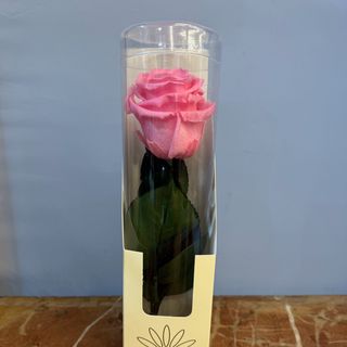 Rosa eterna con tallo color rosa
