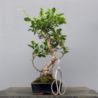 Bonsái Ficus BonsaiGranada Foto Genérica 8 años