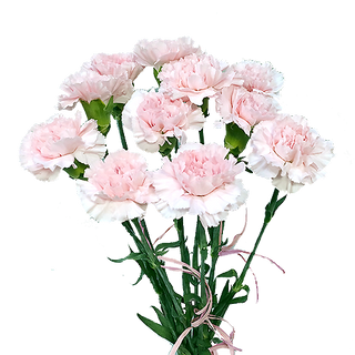 Goździki jasnoróżowe