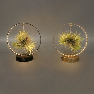 Tillandsia com led