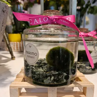 BALL MUSK