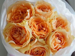 Peach Roses Jardim S-size