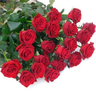 Fascio di Rose rosse extra olandesi 