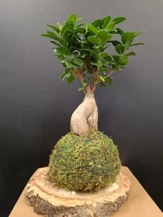 Kokedama Ficus Ginseng