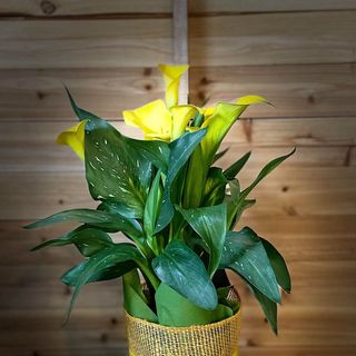 Calla Gialla  Con Vaso