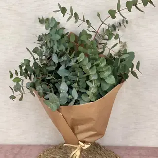 Paquete Eucalipto
