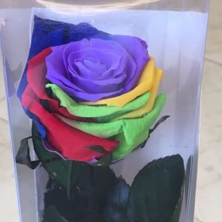 Rosa Eterna Arco Iris
