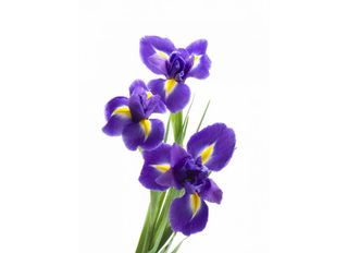 Ириси, сини 3 бр