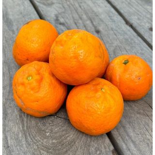 Mandarina Gold Nugget BÍO
