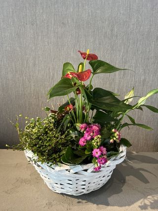 Cistella Plantes de Temporada