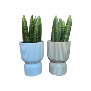 Planta Sansevieria cilíndrica con Macetero