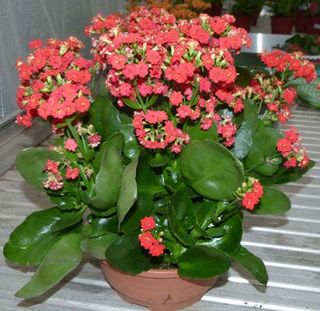 kalanchoe medio