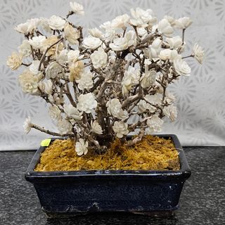 Bonsai