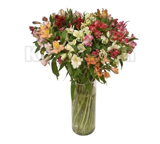 Alstromerija (RCIR 25)