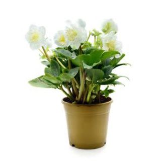 Rosa di Natale (elleboro)