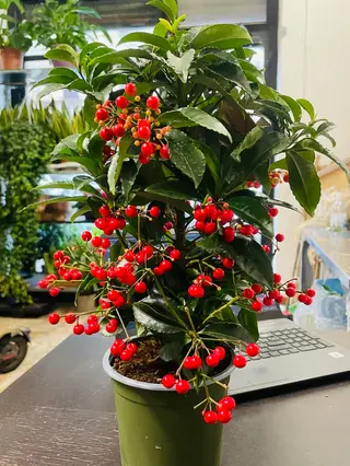 pianta ardeisa
