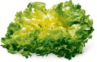 Fascio scarola 1 pezzo