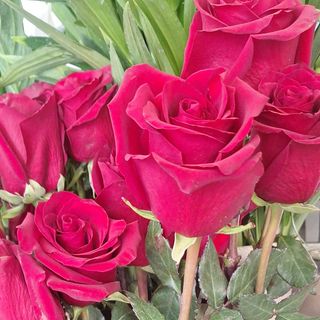 1 rose grande con nebbiolina 