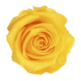 Rosa preservada amarilla 