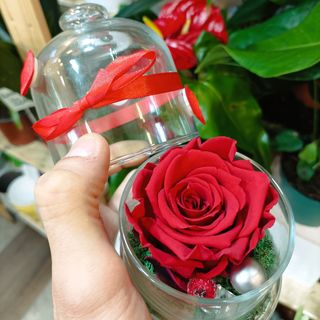 Dehidrirana ruža u staklenom zvonu