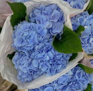 ჰორტენზია