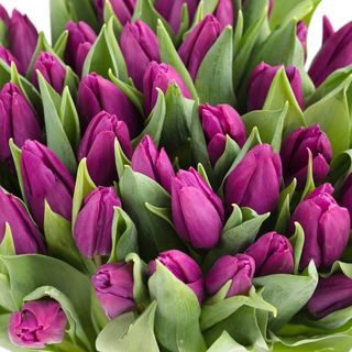 Фіолетовий тюльпан