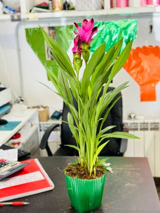 Pianta Curcuma