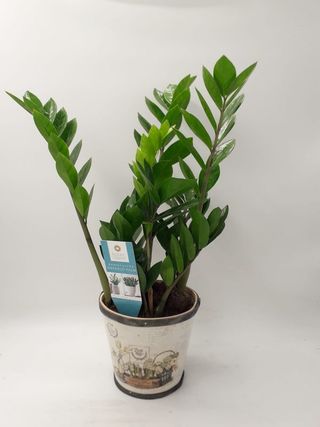 Zamioculcas- Planta dinozaur