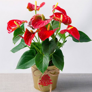 Anthurium Large (sans pot)
