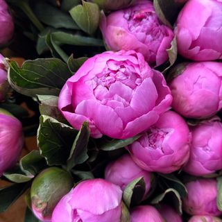 Piwonii różowe 5 szt.