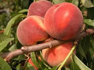 Pesche bianche