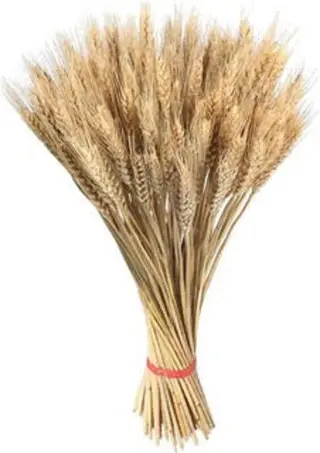 Paquete de Espigas