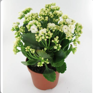 Kalanchoe branco 