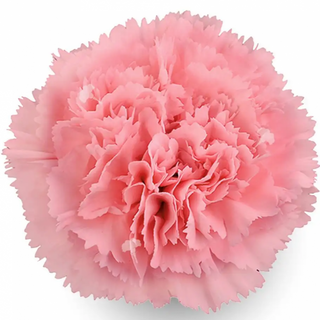  Clavel Rosa Flor Suelta (Por unidad/No es un ramo/No bouquet) 