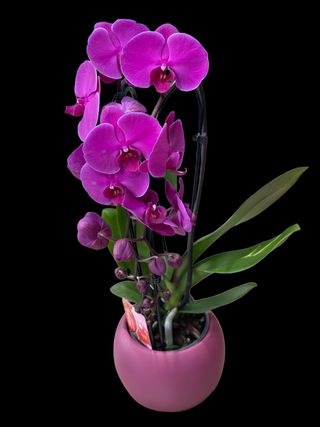 Orhidee ciclam in vas ceramic