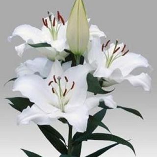 Lilium Oriental Blanco Unidad