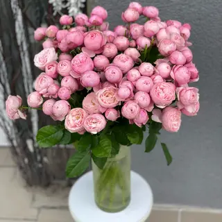 Кущова піоноподібна троянда в ассортименті, 1 шт