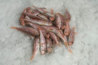 Trlja 1 - Mullus barbatus MUT