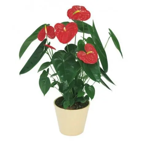 Piante