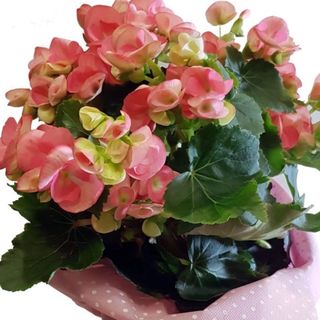 Pianta di begonia media