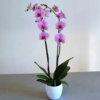 ORQUIDEA ROSA