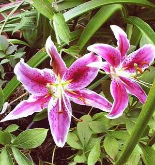 Lilium orientale rosa singolo