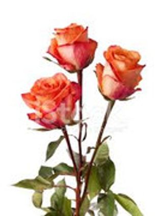 3 ROSE ARANCIO