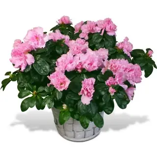 Azalea normal